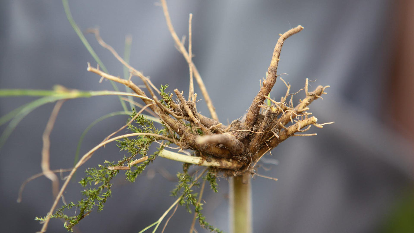 A live valerian root plant with a scientific name as Valeriana Officinalis.